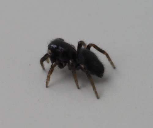 Réf. 234 149 : Chalcoscirtus sp.